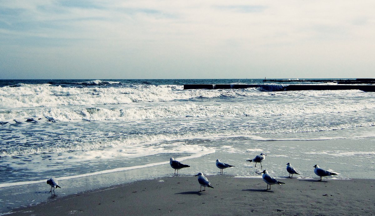 Море и птицы - Людмила 