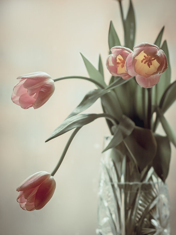 Тюльпаны на окне - Людмила Лебедева