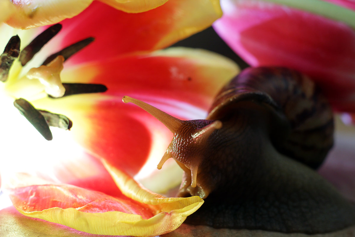 Snail in tulips - Евгений Балакин