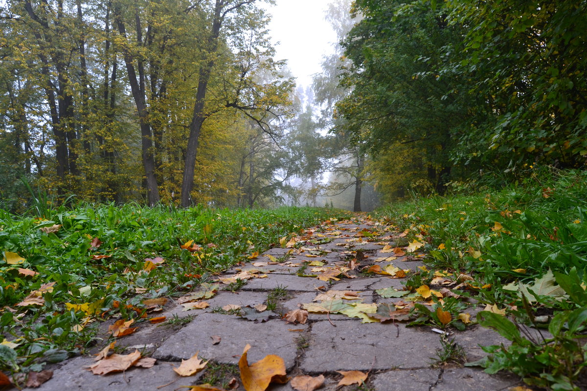 В осеннем парке - Елена Майорова