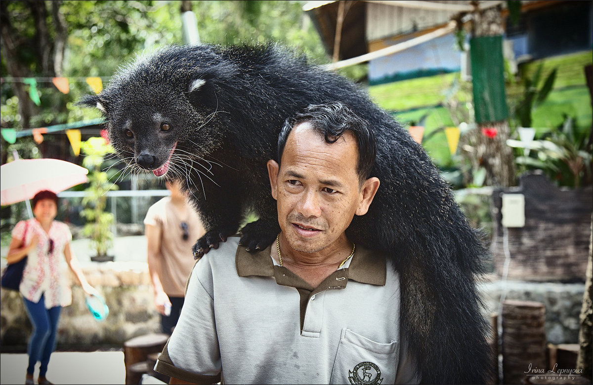 Работник тайского зоопарка с бинтуронгом - Ирина Лепнёва