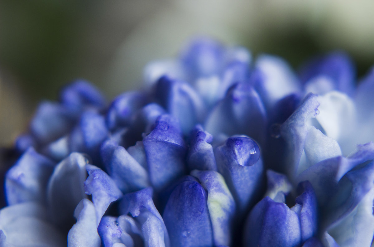 Синие цветы - Юля Колосова