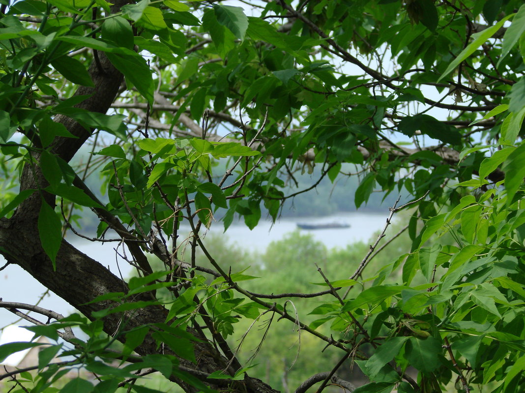 Вид на реку Белая сквозь деревья - Сергей Тагиров