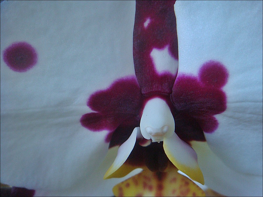 Душа орхидеи - Нина Корешкова