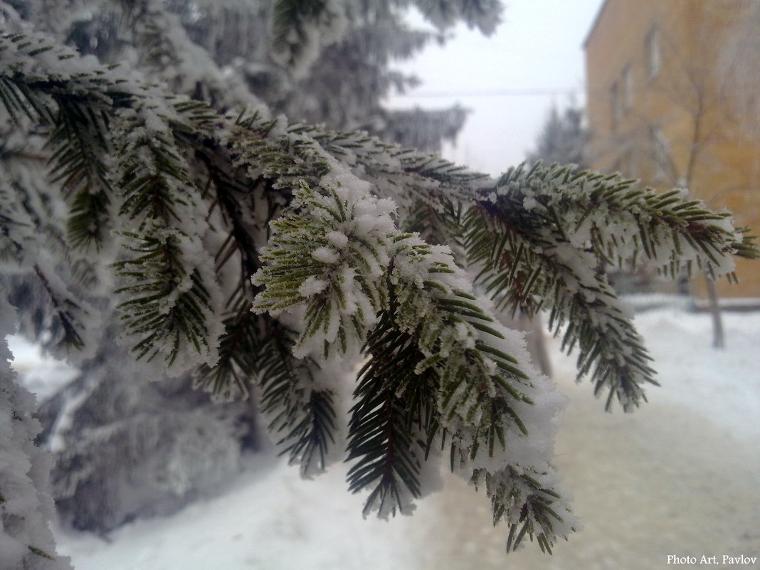 Ветка снежной ели - Артем Павлов