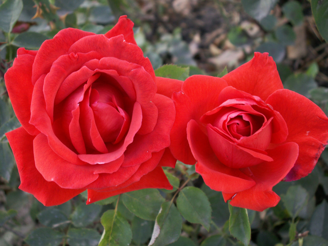 Розы - Lukum 