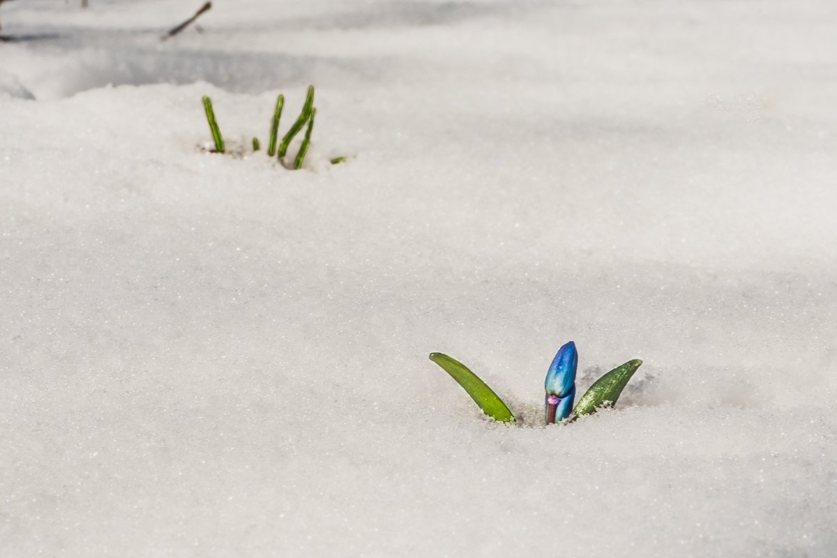 Зима не сдается, весна наступает! - Сергей Степанов