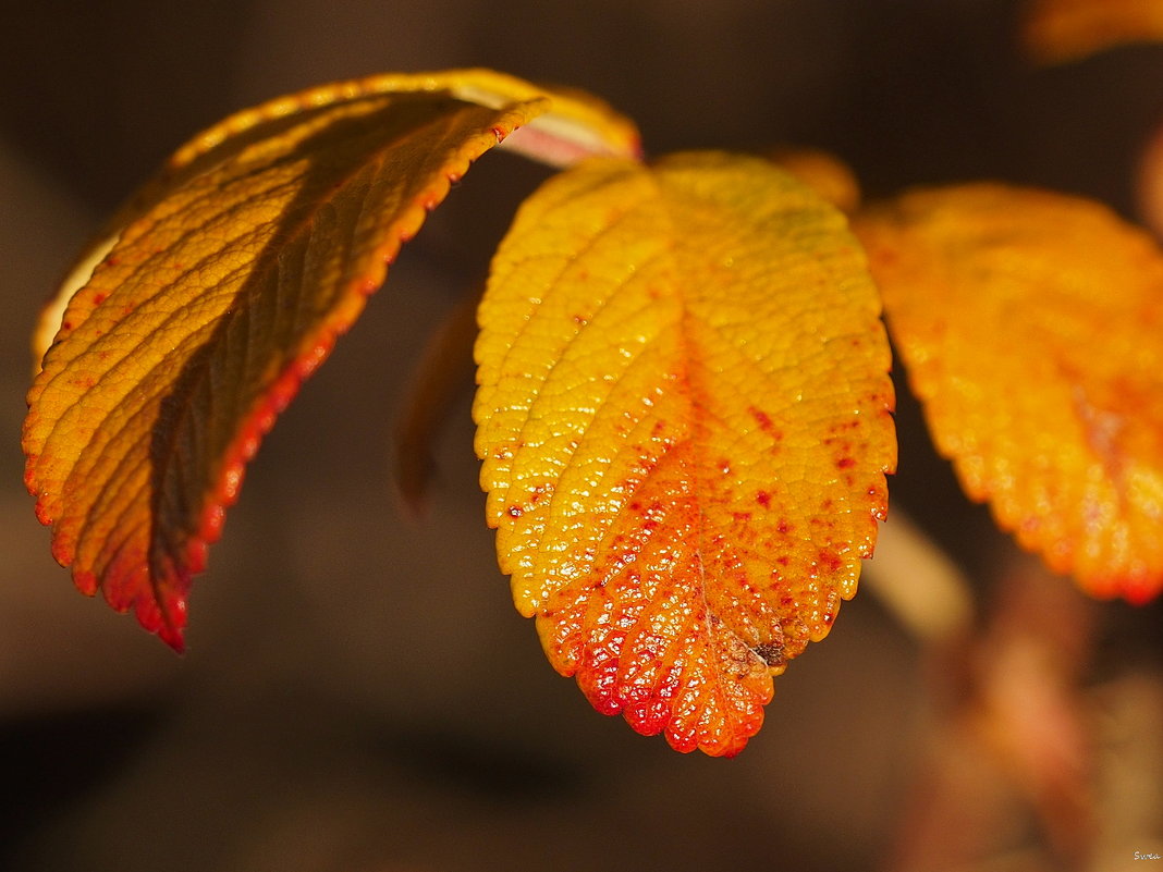 Румяные листья - wea *