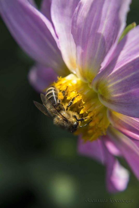 пчелка - василиса косовская