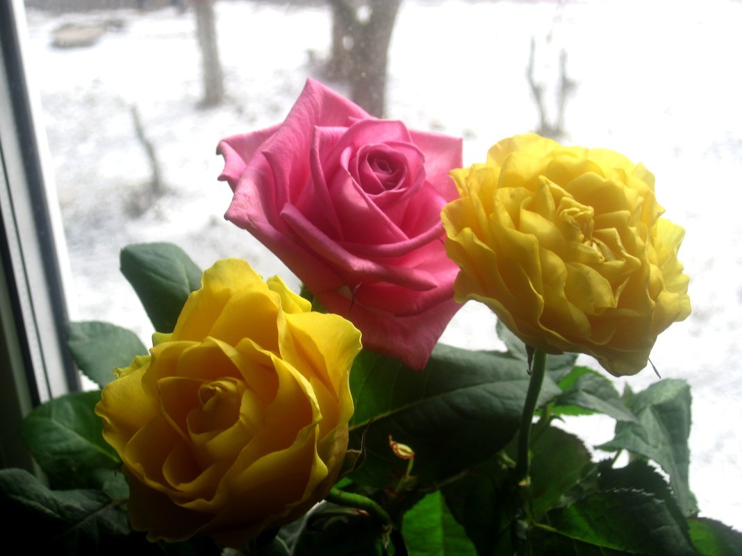 Розы на окошке, а за окном зима - Елена Семигина