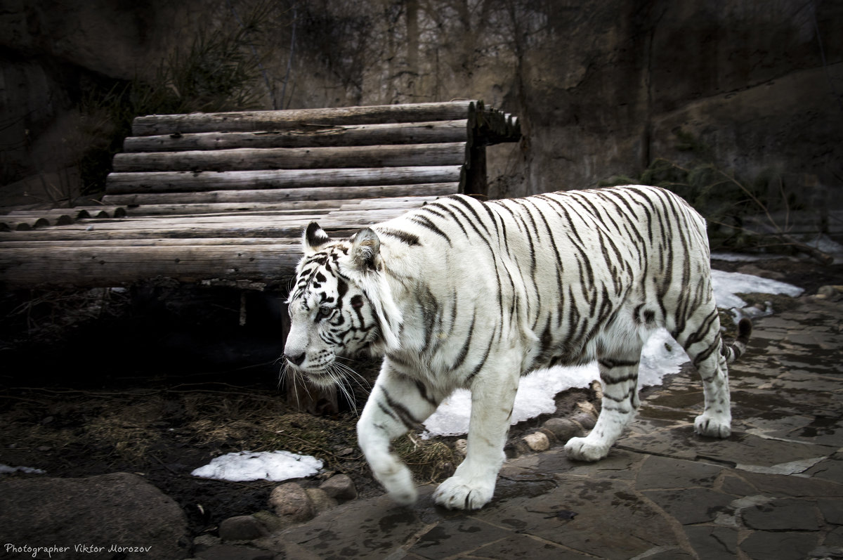 Бенгальский белый тигр - Виктор М
