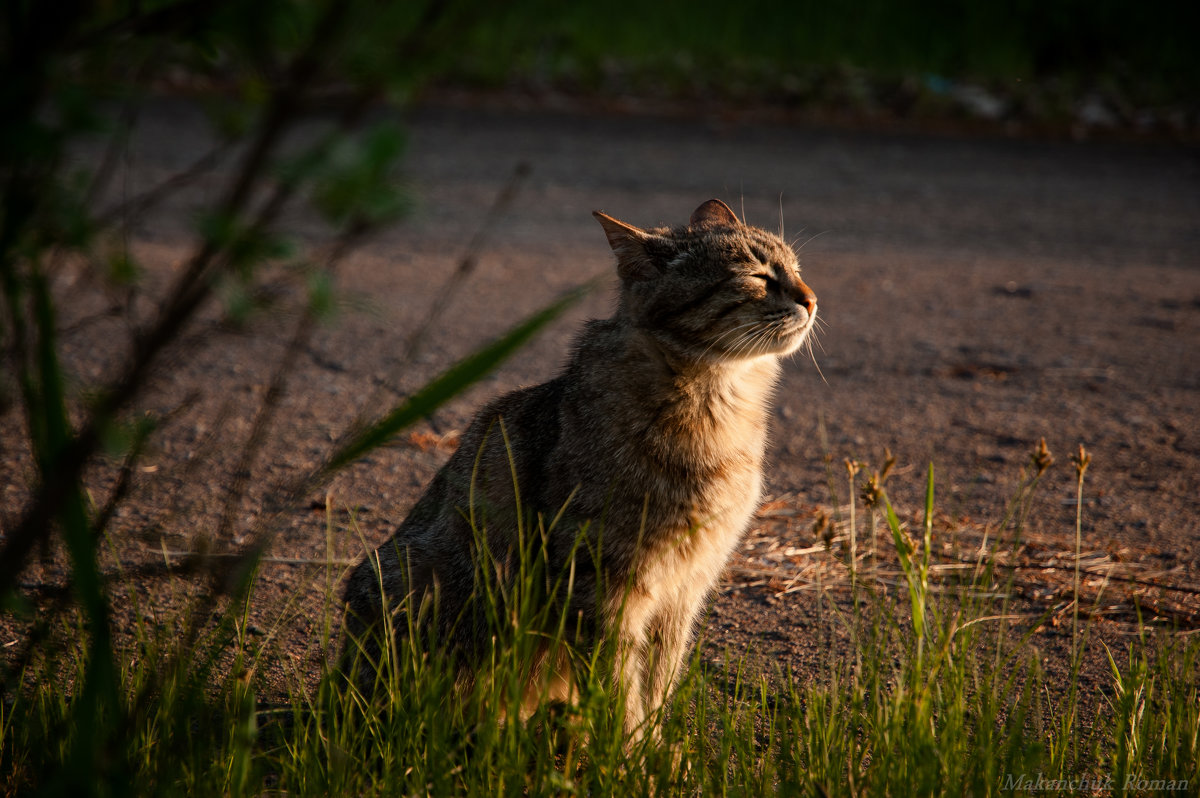 кот - Роман Маканчук