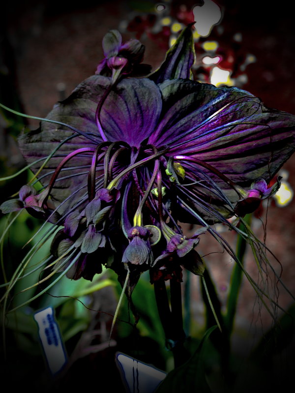 Орхидея черная - Андрей Зайцев