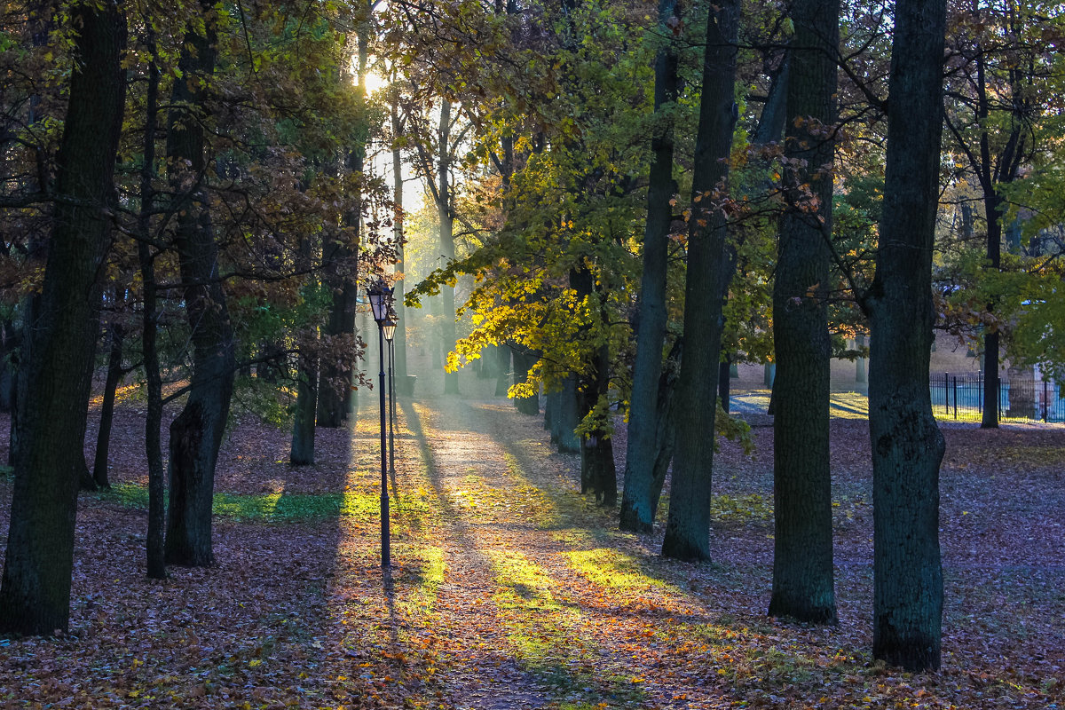 Осенний рассвет в городском парке - Алёнка Шапран