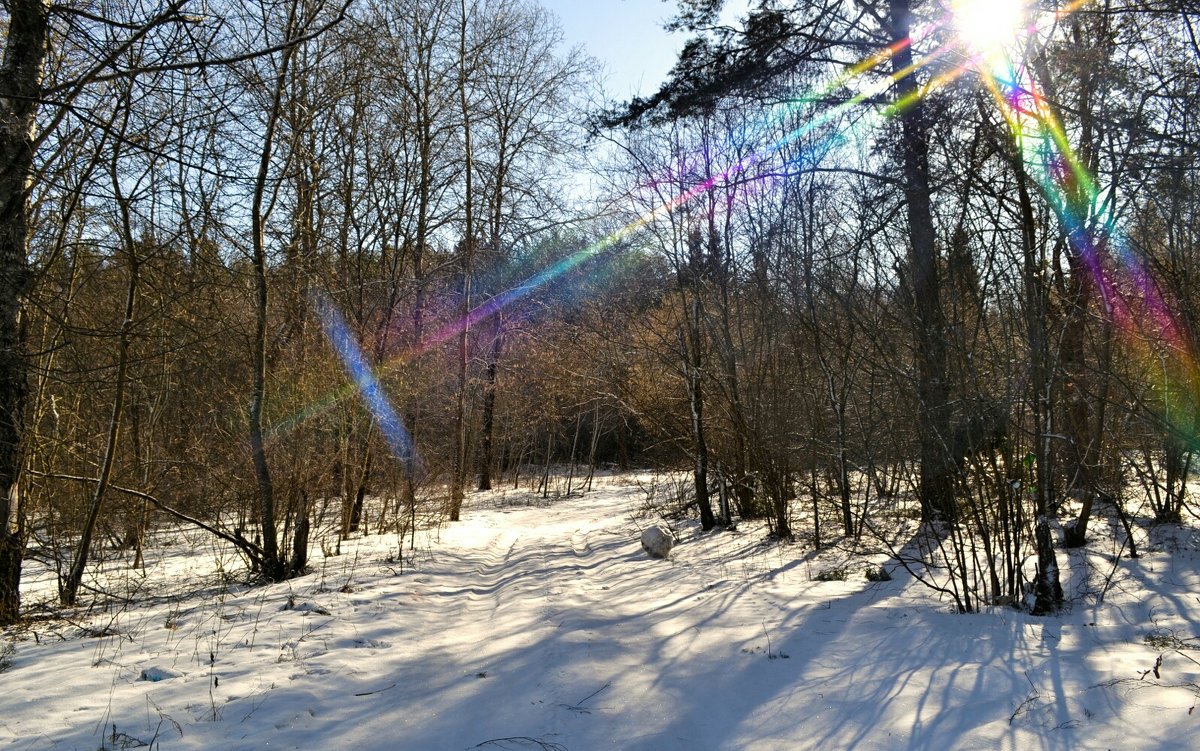 Цветной луч в весеннем лесу - Милешкин Владимир Алексеевич 