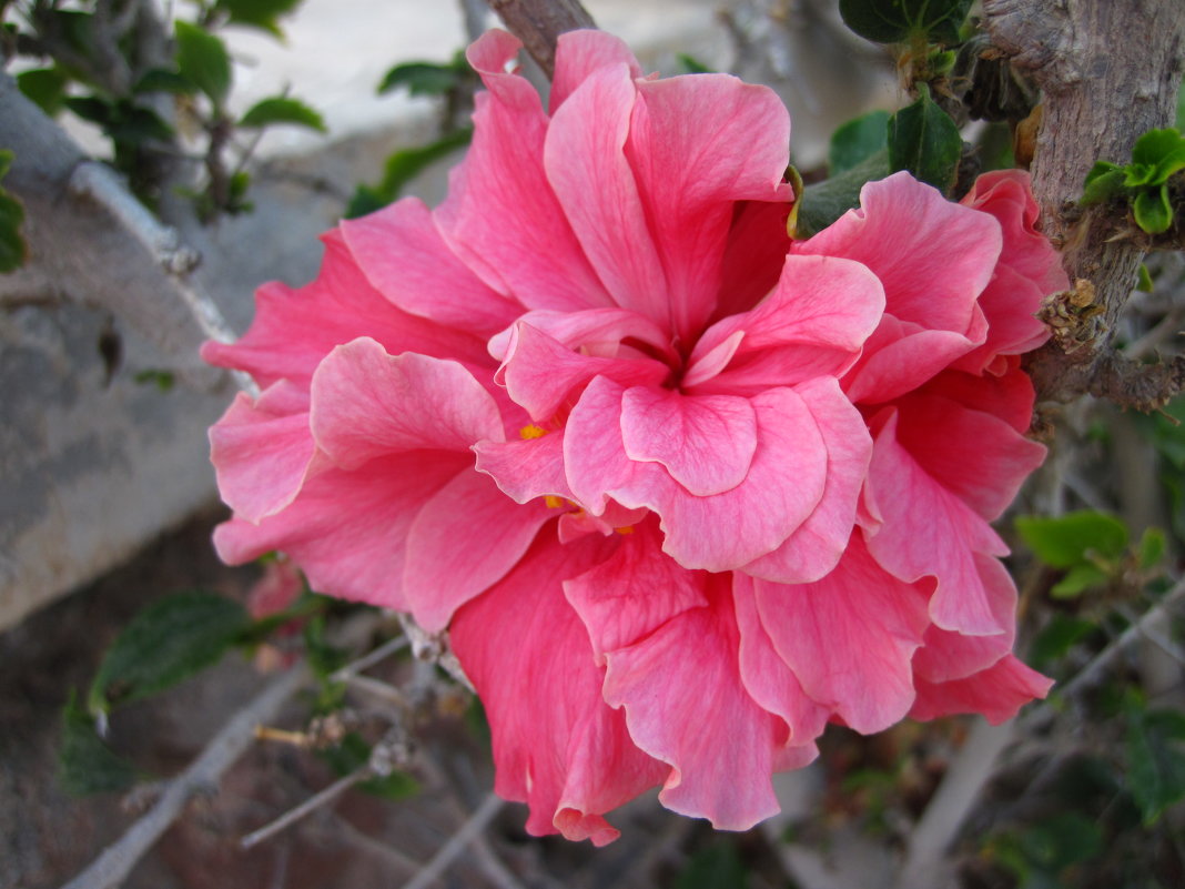 Розовая красавица - Lukum 
