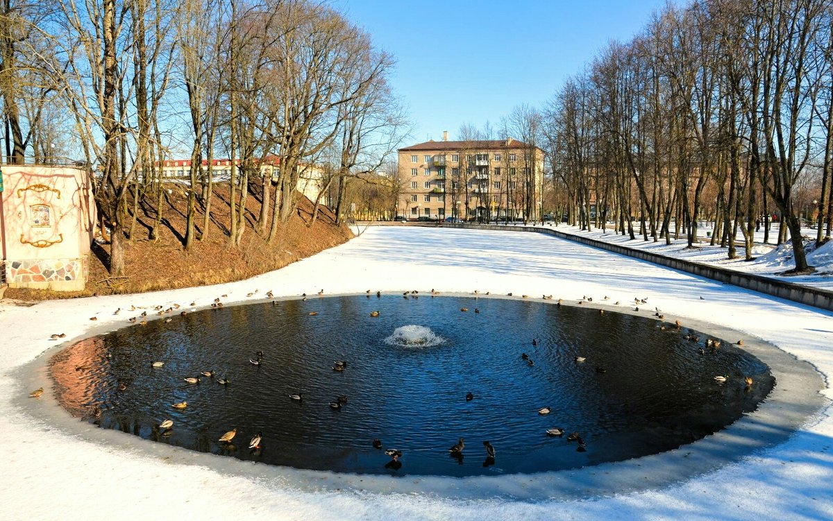 Среда обитания водоплавающих в городе. - Милешкин Владимир Алексеевич 