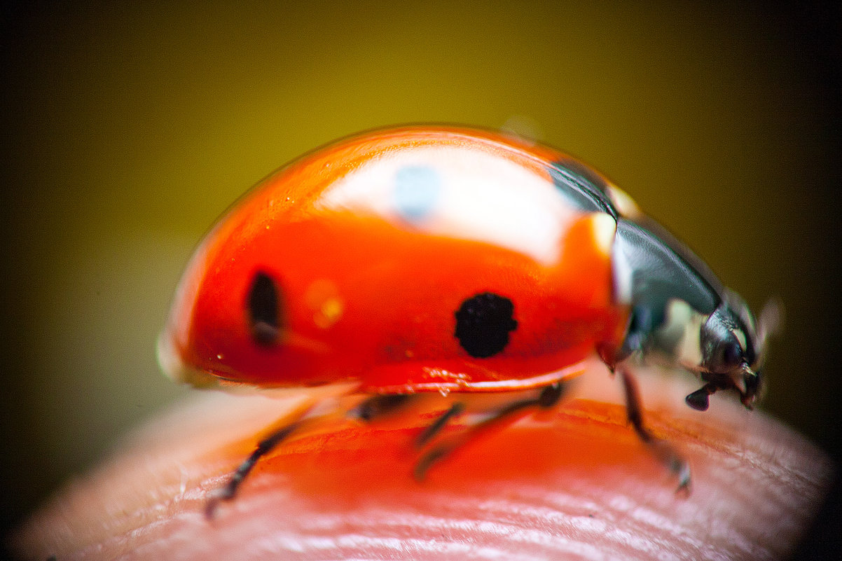 ladybug - Максим Миронов