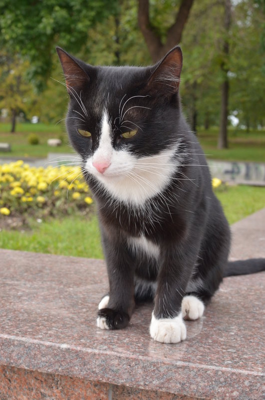 Задумчивый кот в парке - Сергей Тагиров