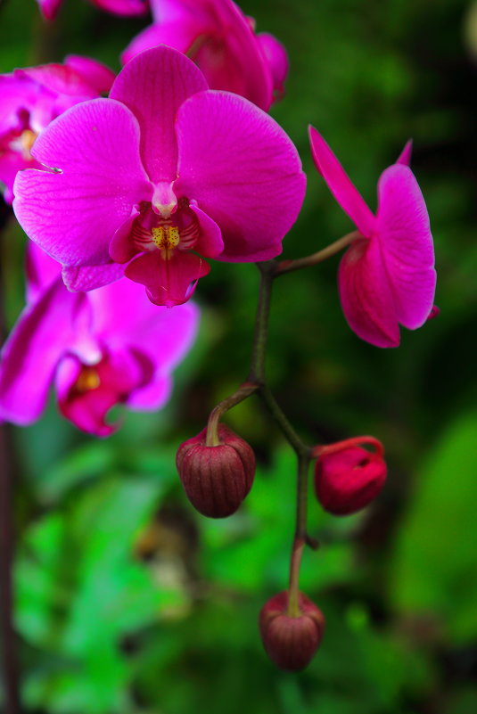 парк орхидей " утопия " - ALEX KHAZAN