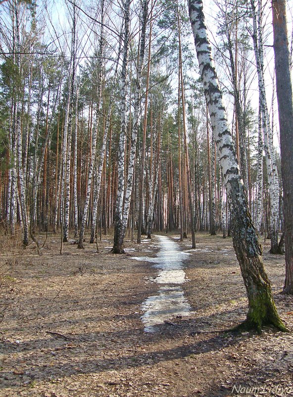 Проталинки в лесу - Лидия (naum.lidiya)