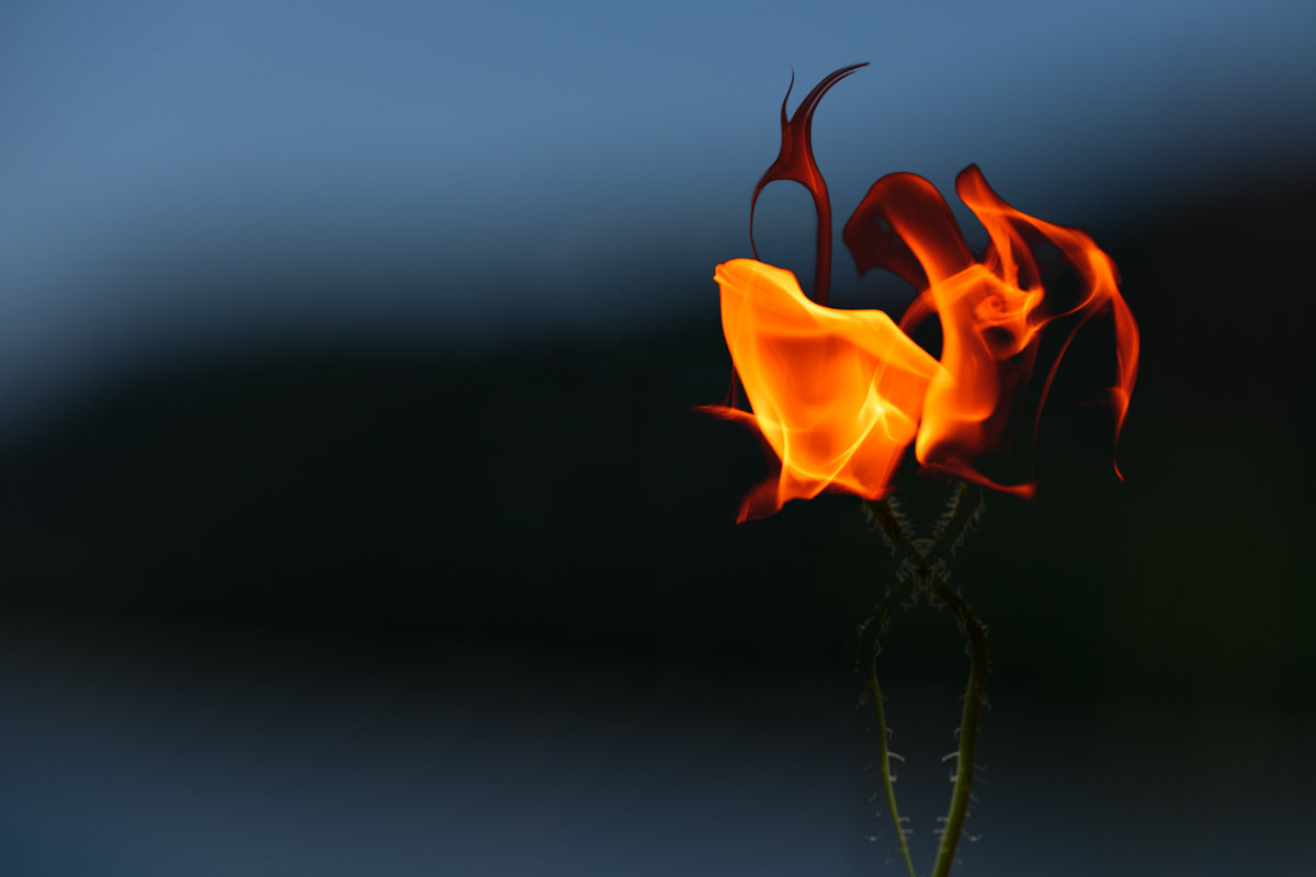 Огненный цветок - Александр Кузьмин