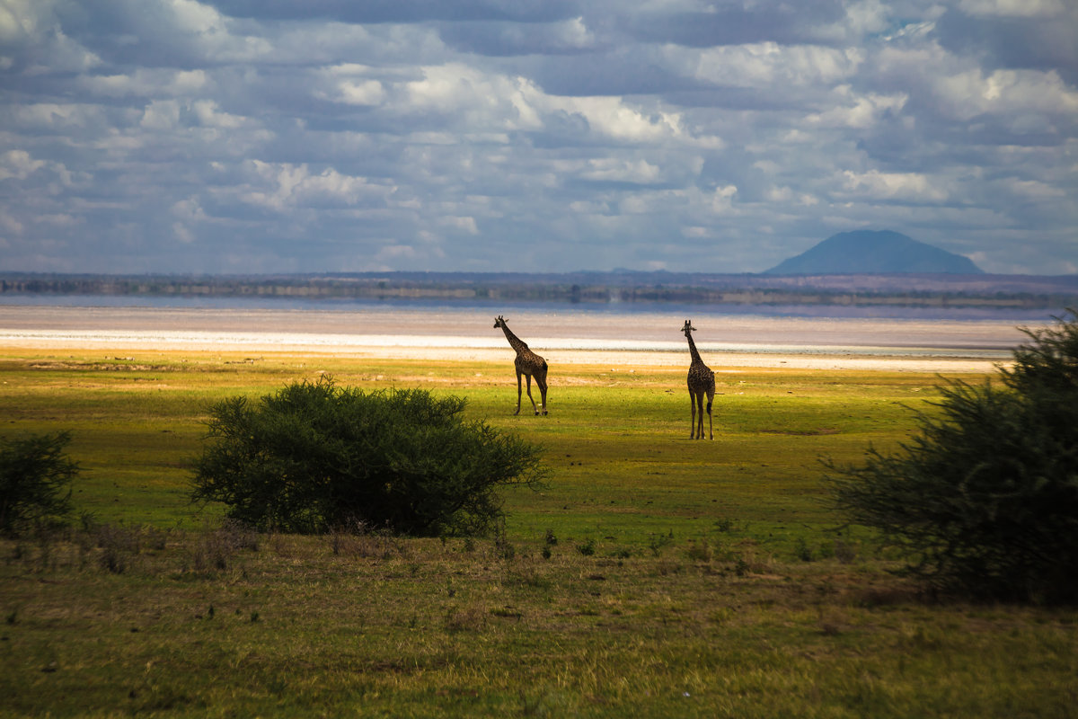 Танзания (парк Озеро Маньяра) - Сергей Андрейчук