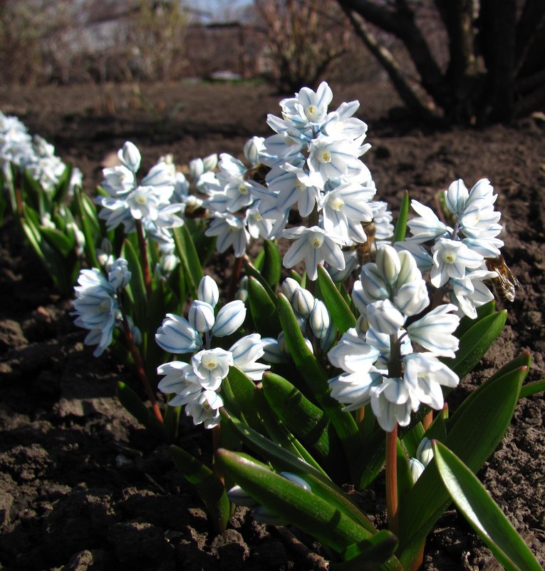 Пушкинии - super-krokus.tur ( Наталья )