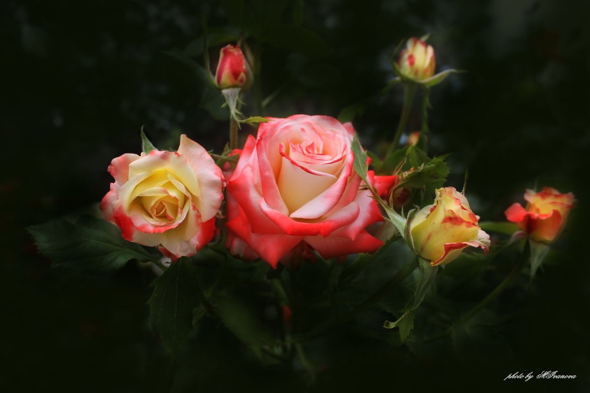розы - Марина 