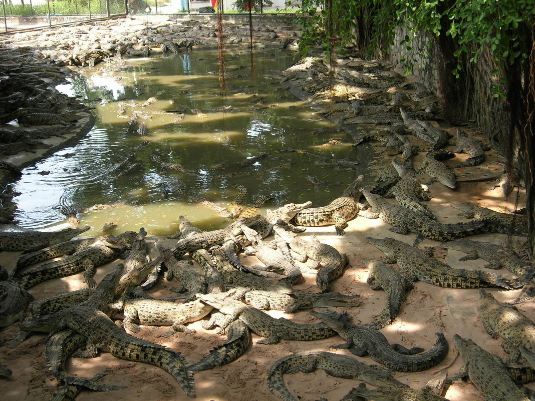 Крокодильчики.Таиланд - Антонина 