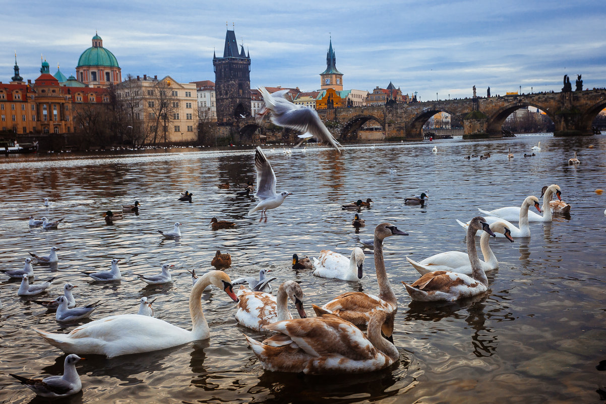 Прага (Чехия) - Константин Король