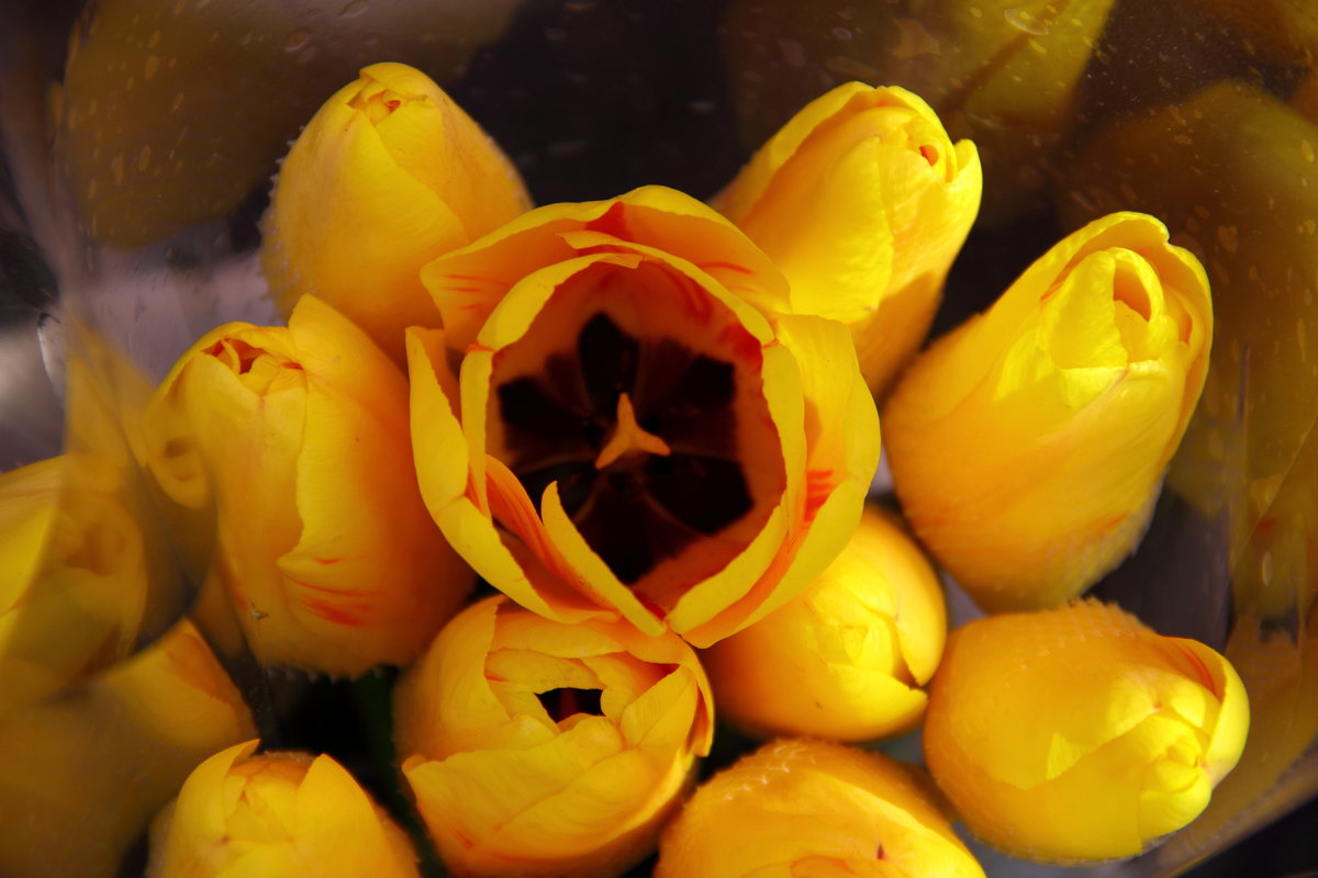 Желтые тюльпаны - Светлана 