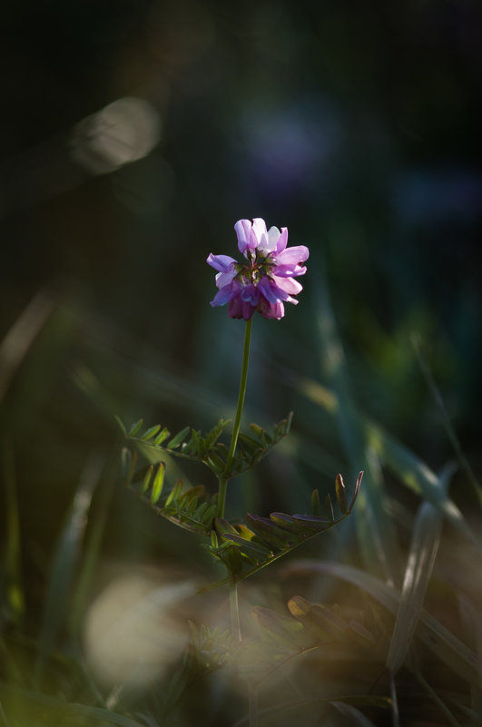 Полевые цветы - Ivan teamen