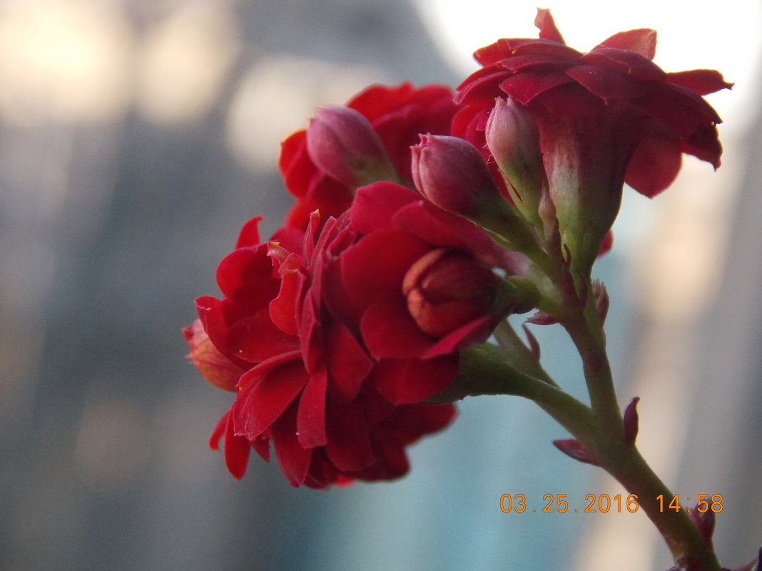 Цветы - Anastasiay 