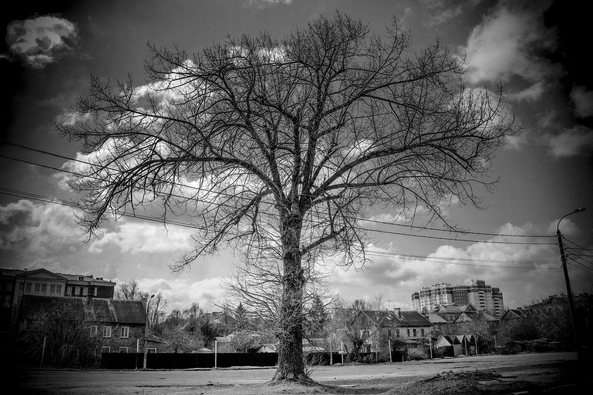 Одинокое дерево 2 - Viacheslav 