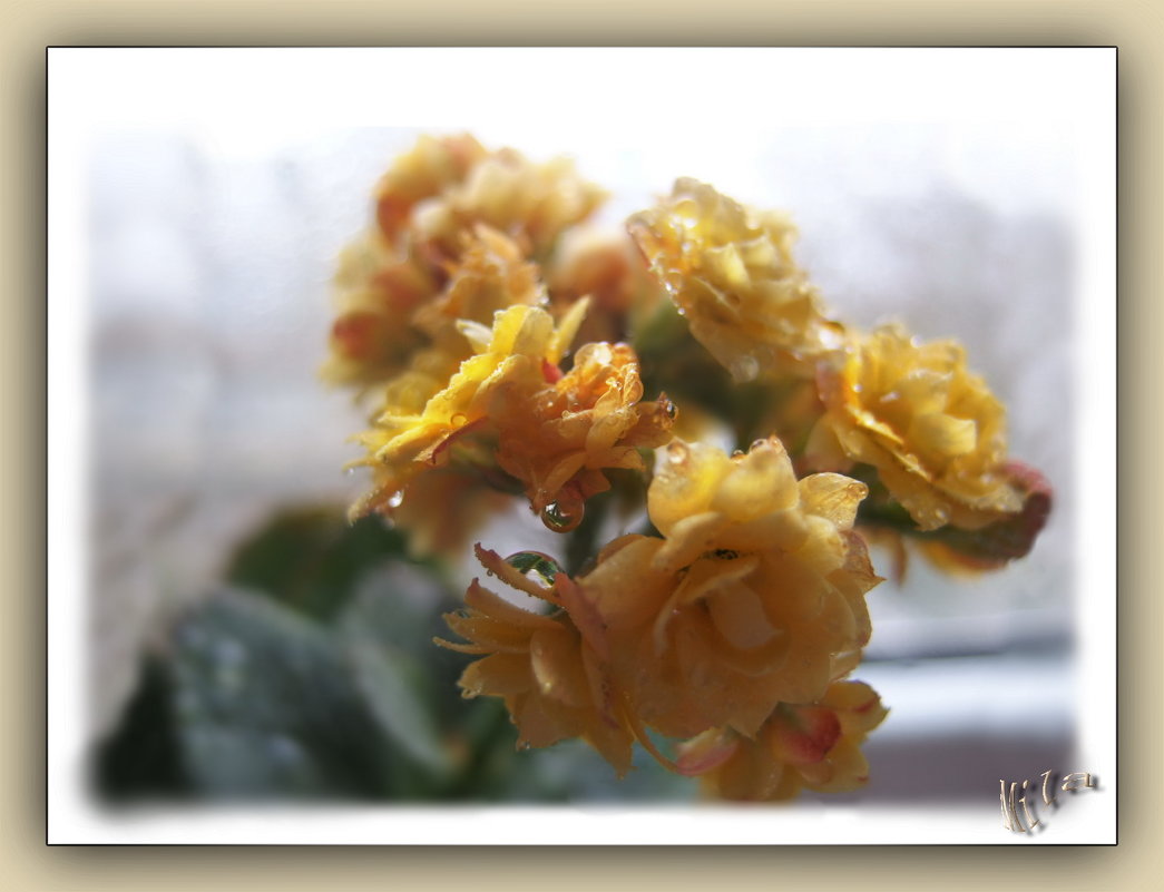 Коланхоэ(3)Это не только красиво цветущее растение.....НО и..... - Людмила Богданова (Скачко)