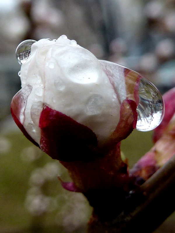 Бутон цветка урюка после дождя - Асылбек Айманов