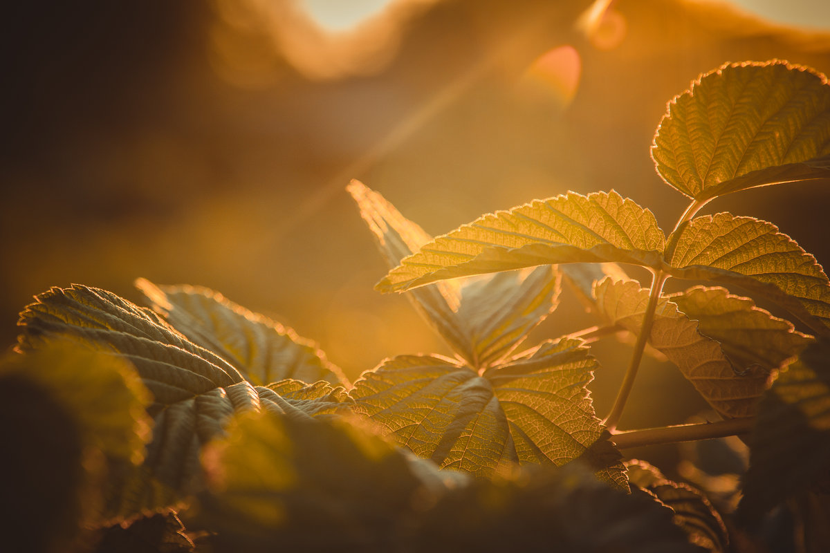 Листья малины в закатном солнце - Иван Рыжков