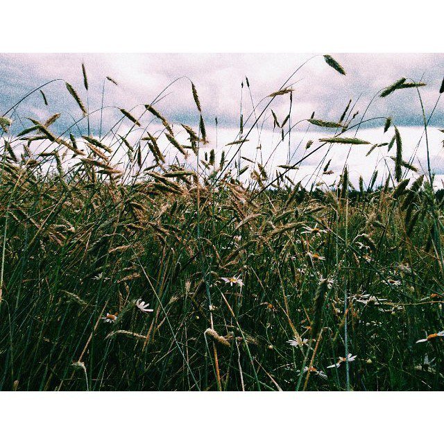 Колоски пшеницы - Валерия Клюкина