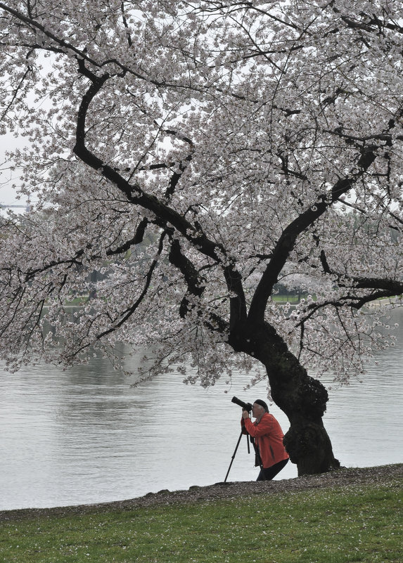 Cherry blossom in DC. - Юрий Матвеев