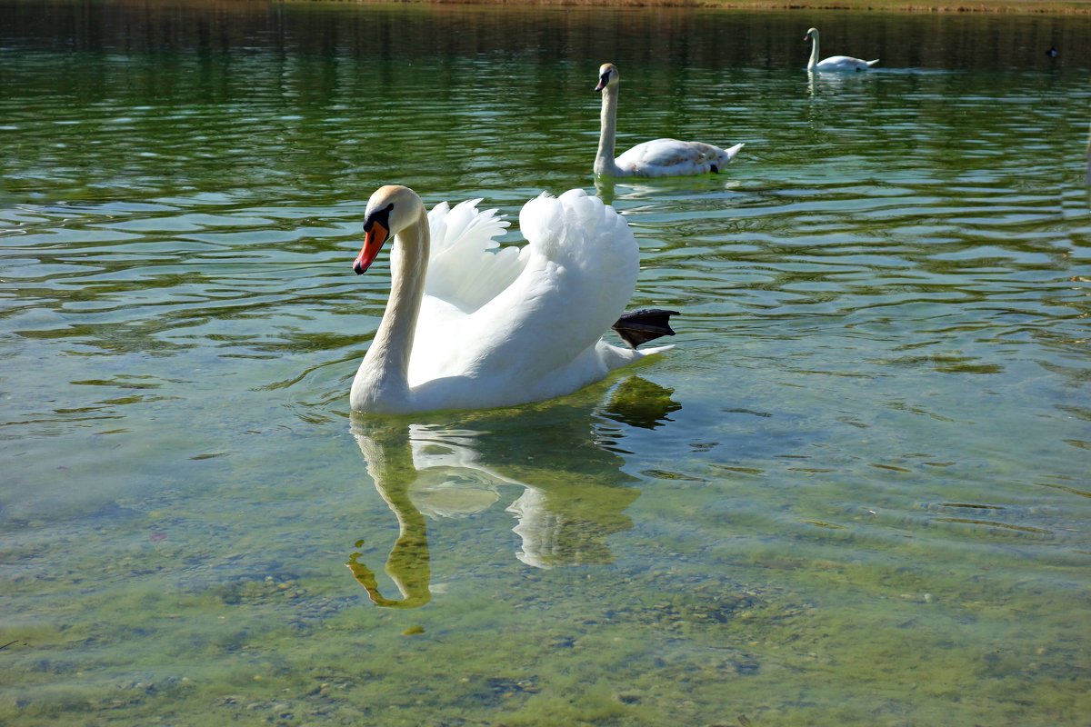 Лебеди на озере - Galina Dzubina