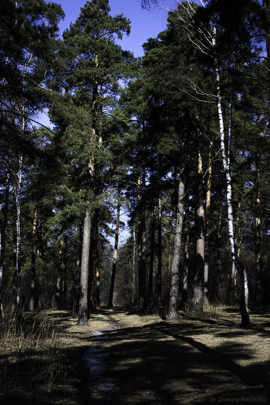 Весенний лес - Demure Nastya Голубева