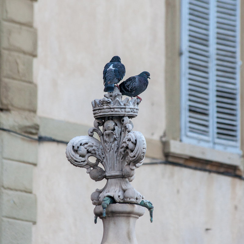 Флорентийские голуби - Aivaras Troščenka
