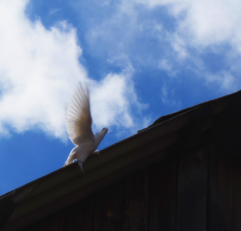 Прилетела белая голубка во двор дома - Елена Фалилеева-Диомидова
