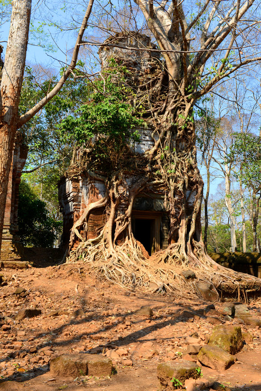 Развалины храма в джунглях Камбоджи - Юрий Белоусов