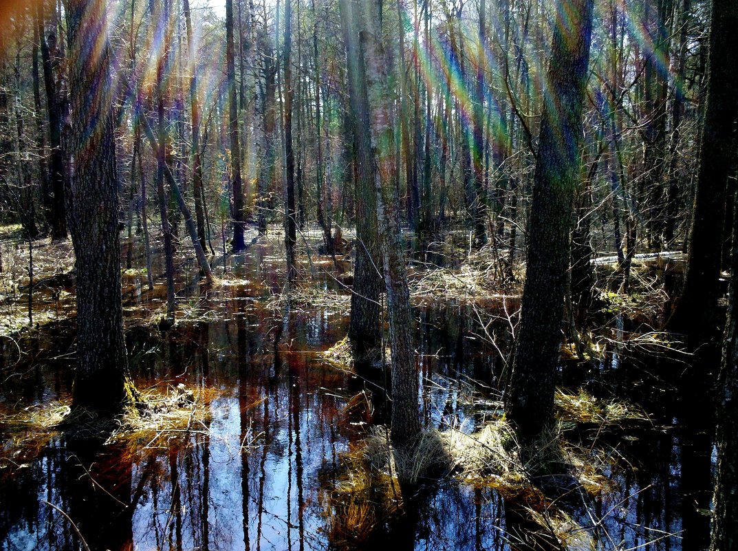 лучи солнца в весеннем лесу - Александр Прокудин