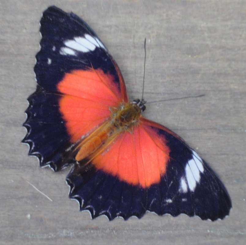 Red Lacewing(cetrosia chrysippe) - Антонина 