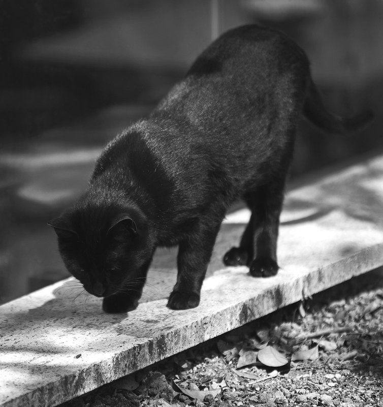 Black Cat на прогулке - Марат Рысбеков