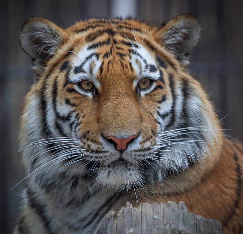 Тигр ( портрет ) - Борис 