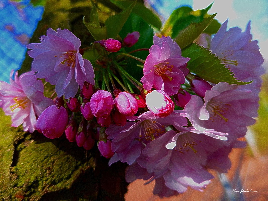 Цветы сакуры на стволе дерева - Nina Yudicheva